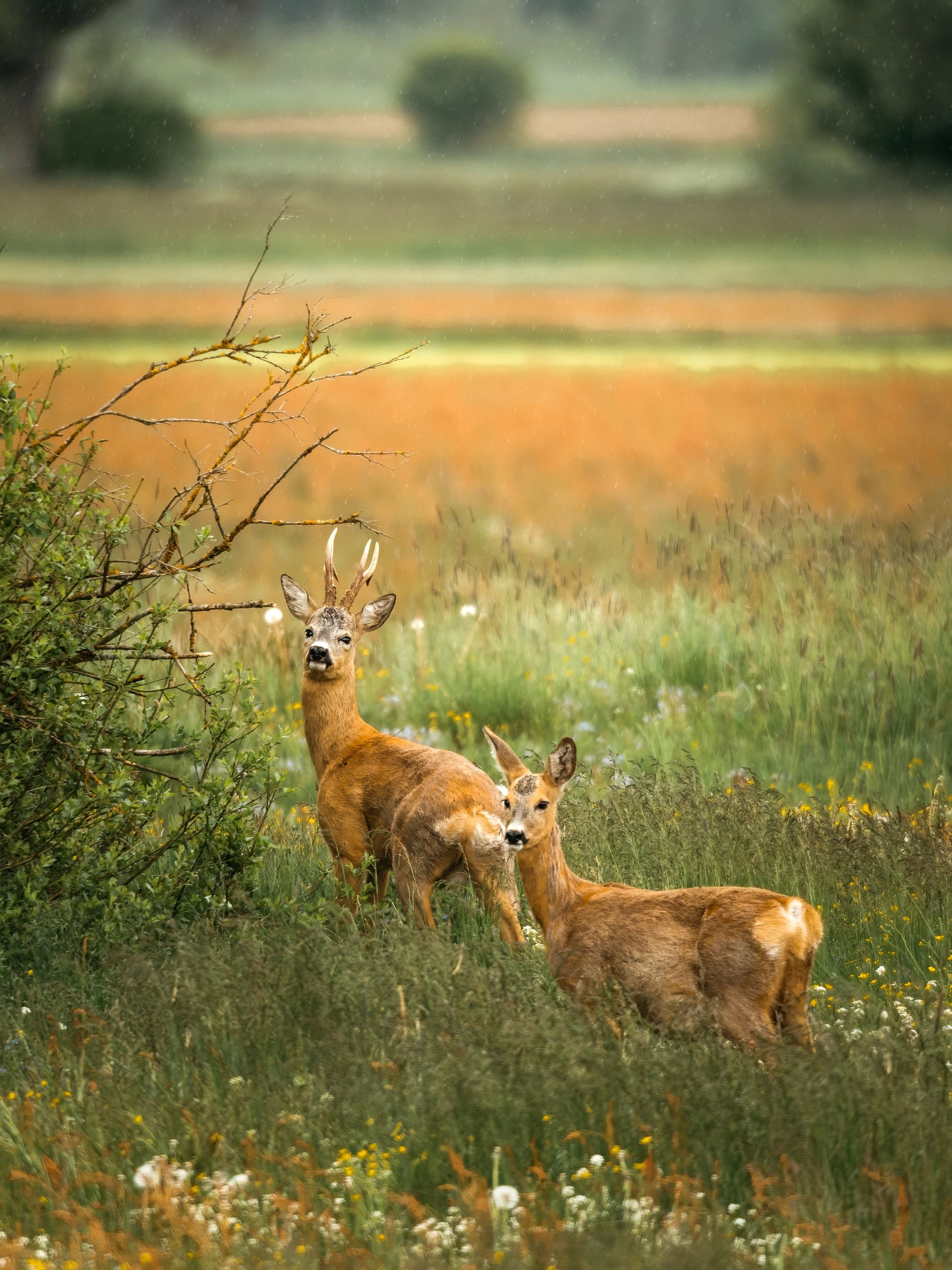 Young deers in the meadow. Rural landscape